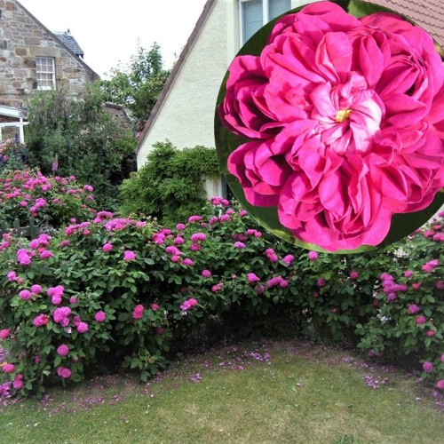 Rosa 'Rose de Rescht' - Roos 'Rose de Rescht' C4/4L